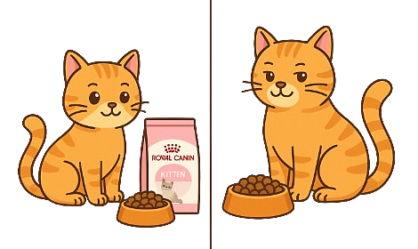 تفاوت غذای بچه گربه و گربه بالغ